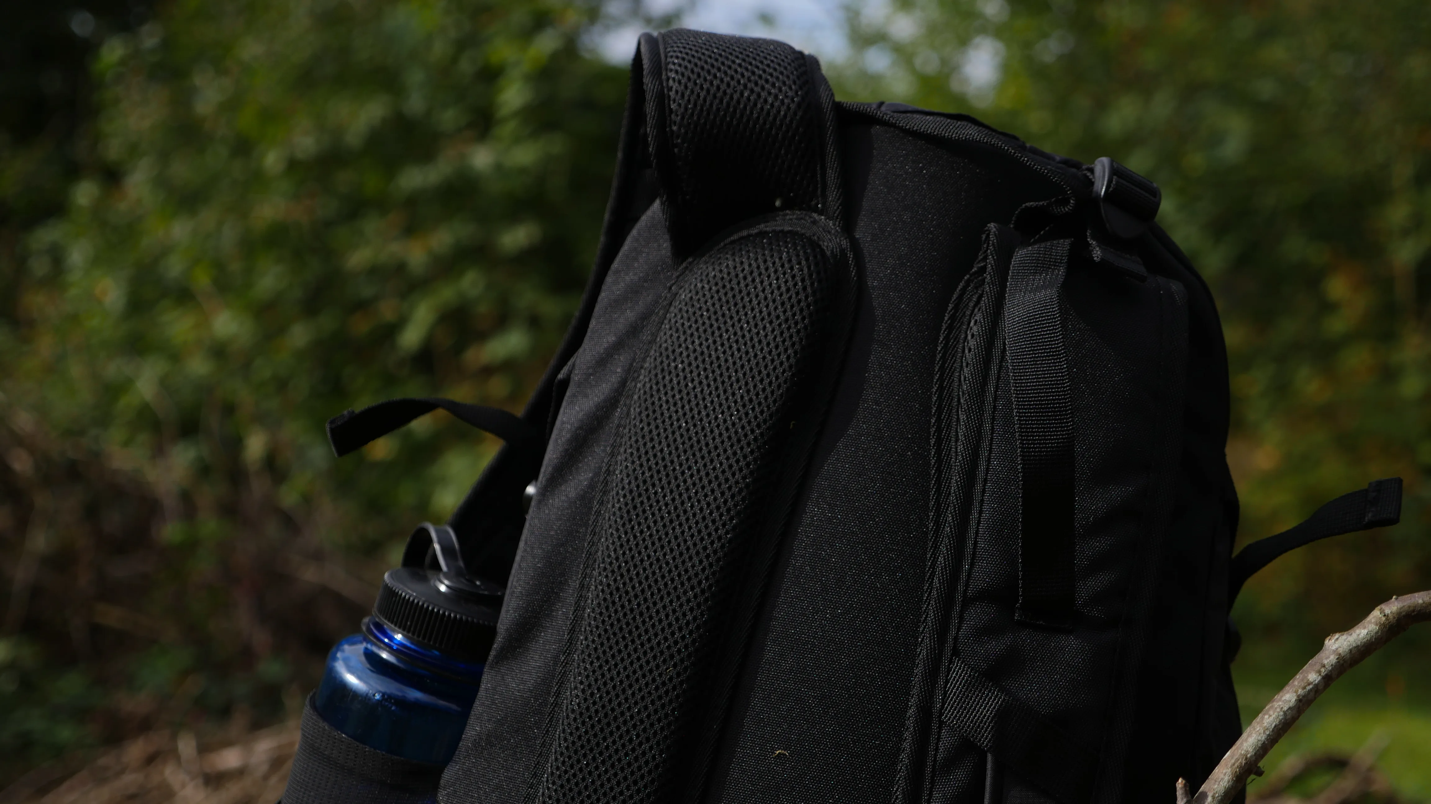 Forest trail canopy above the path